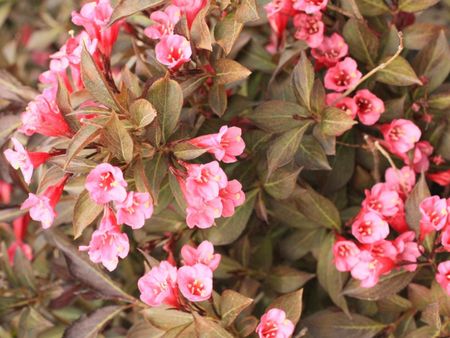 Pink Flowered Weigela Bushes