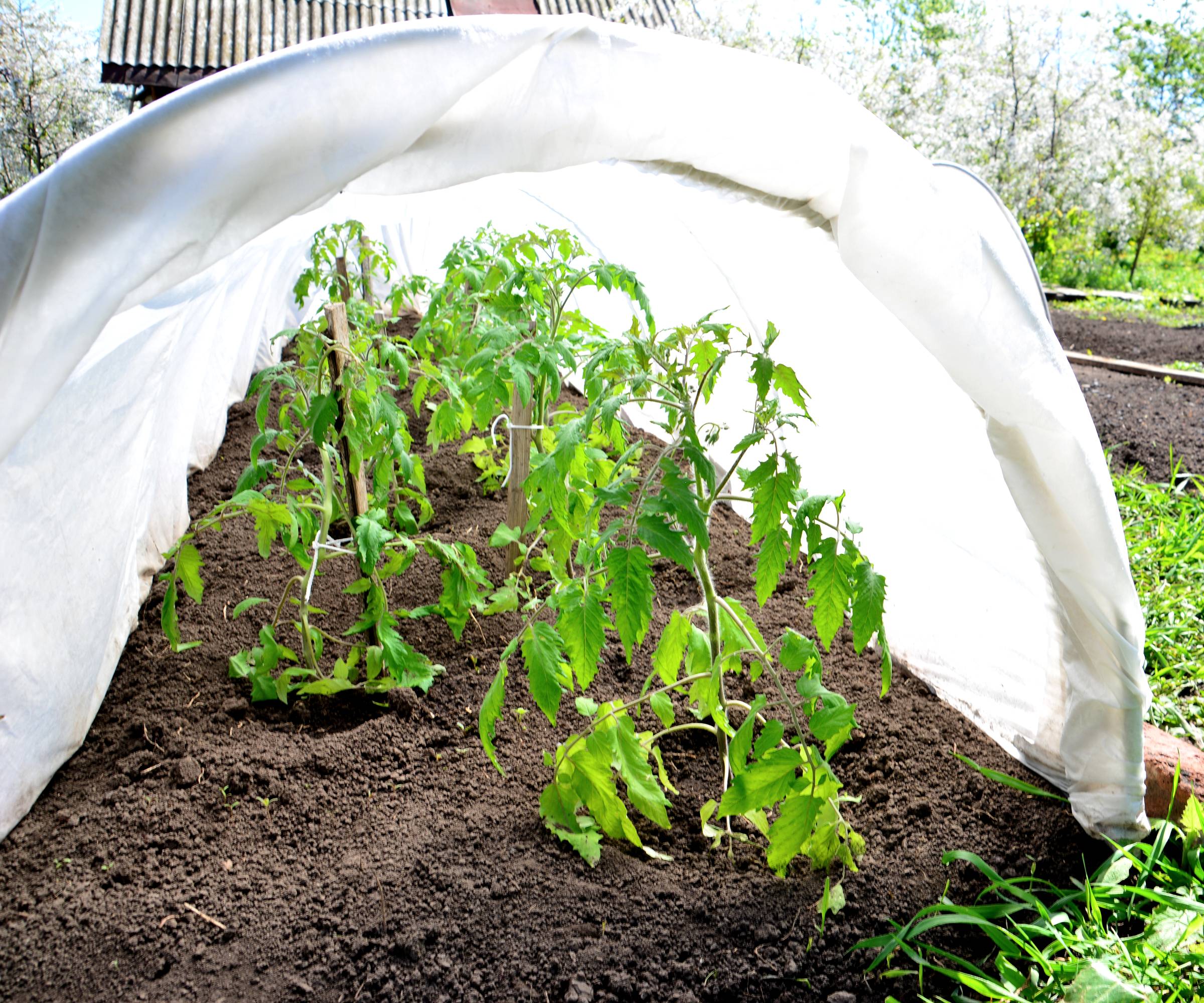 tomato plants under a hoop house row cover