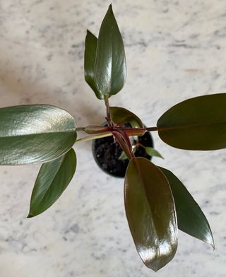 Blood Mary philodendron on marble tabletop