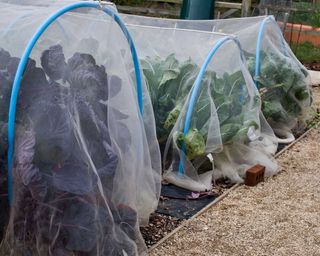 vegetable garden covered in fleece to protect it from frost