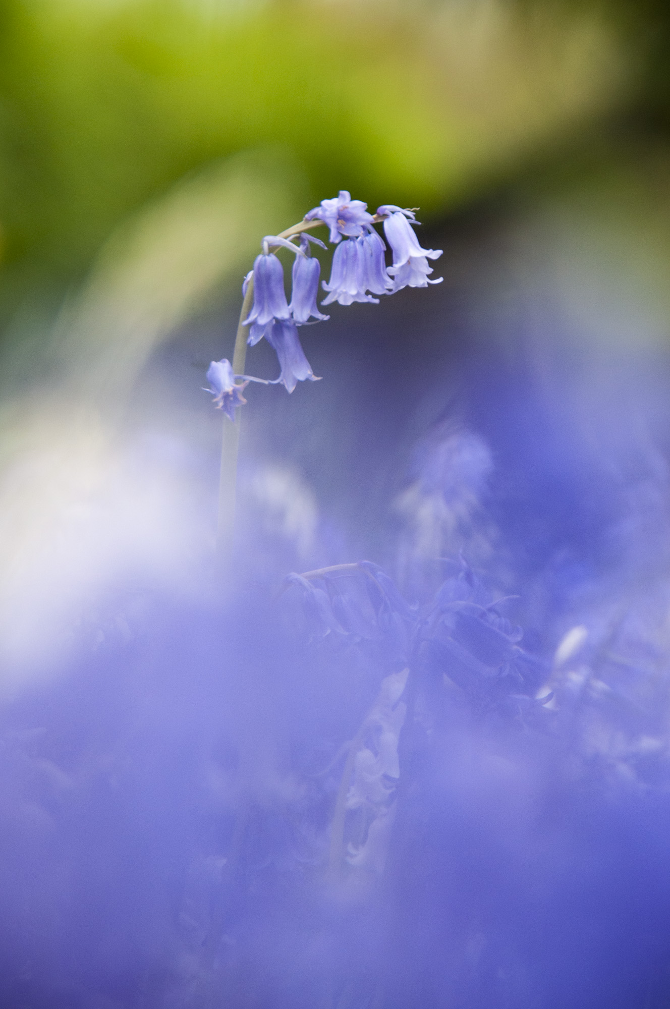 Bluebell flowers rising above a sea of out-of-focus bluebells