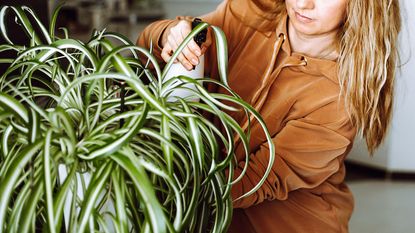 woman spraying spider plants at home use spray bottle