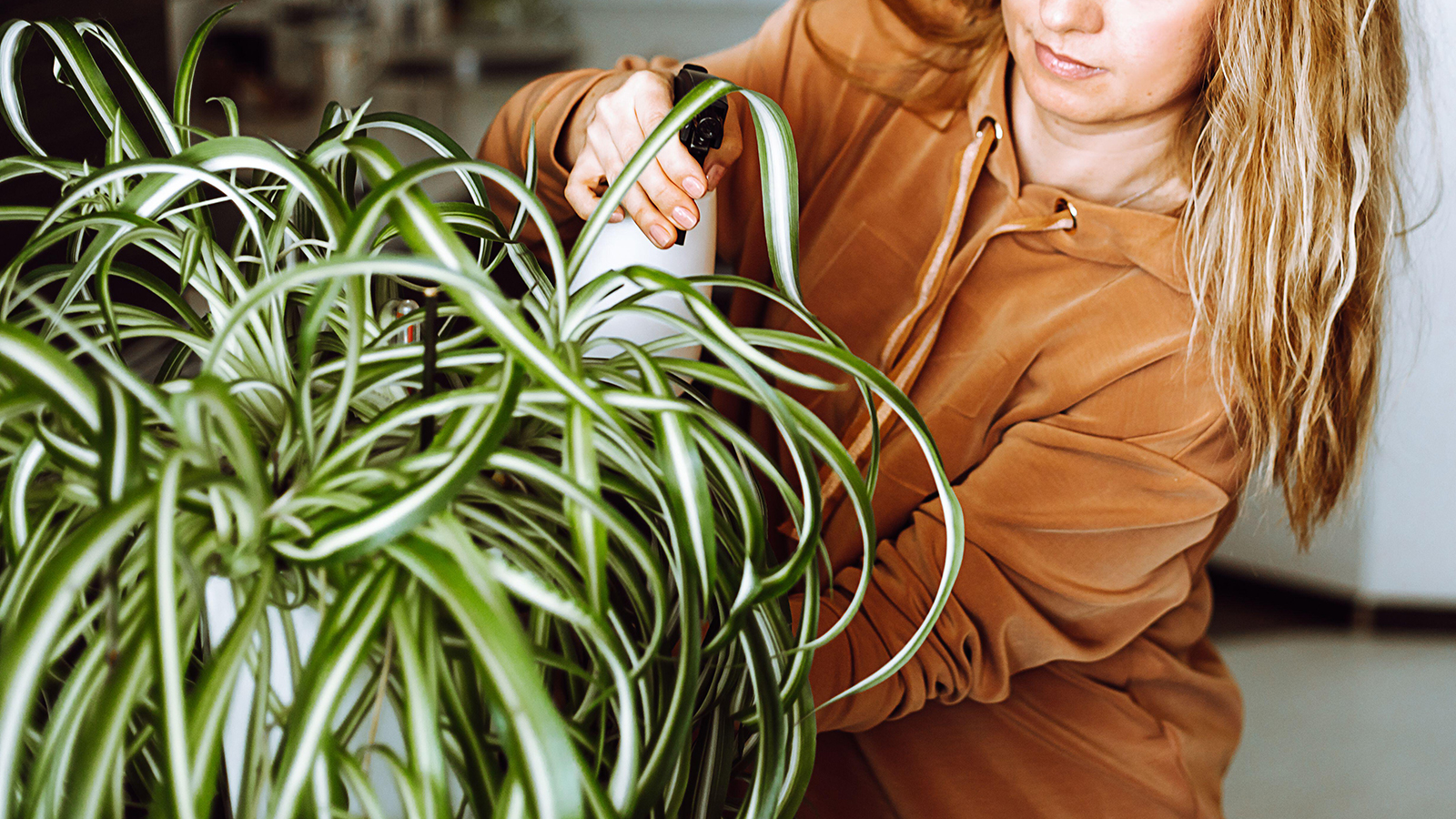 6 Reasons You Should Get A Spider Plant For Your Home