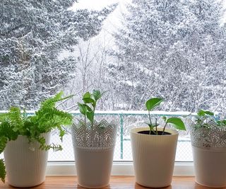 Plants on windowsill in winter