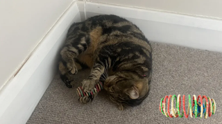 Nala playing with the Planet Pleasures Spiral Cylinder with Catnip & Bell Cat Toy, with a product image next to it