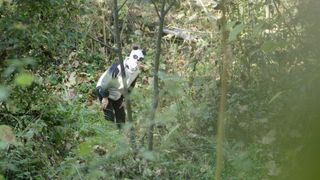 Wolong Panda Center keeper disguised as a panda. The keepers dress as pandas to visit youngsters that are candidates for the reintroduction program. Human contact is kept to a minimum.