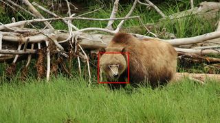 A grizzly bear standing in a grassy fiels in front of a fallen tree, with a red square round its face and triangle mapping out each of its eyes and its nose