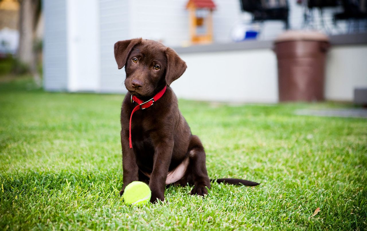 britain&#039;s favourite dog breeds top ten