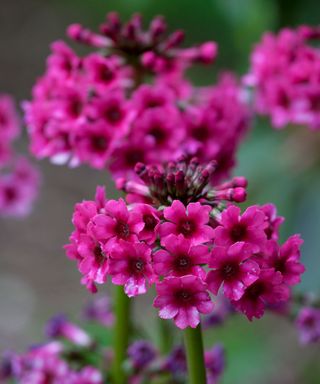 pink flowers of candelabra primula