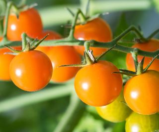 tomato Sungold variety with fruits ripening on the plant