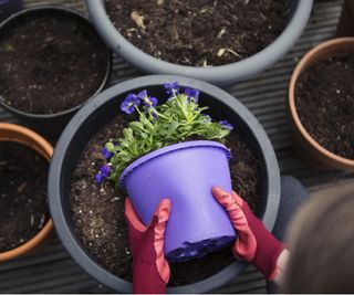 Repotting flowers