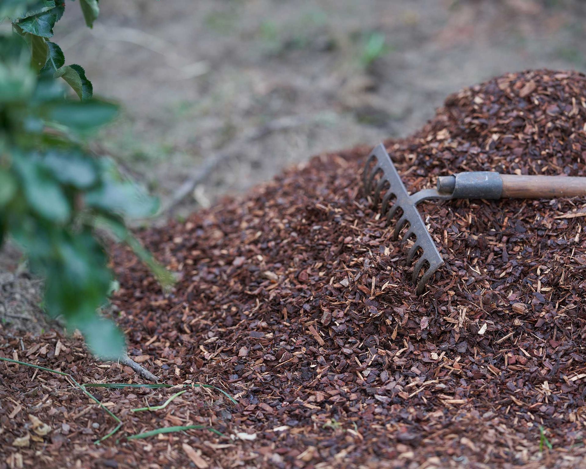 Compost vs mulch: what's the difference and which is best? | Gardeningetc