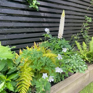Lush green border next to a black fence planted with ferns, geranium and lupin