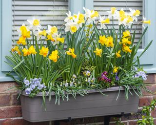 Spring bulb window box planted with daffodils, muscari, violas, and euphorbia