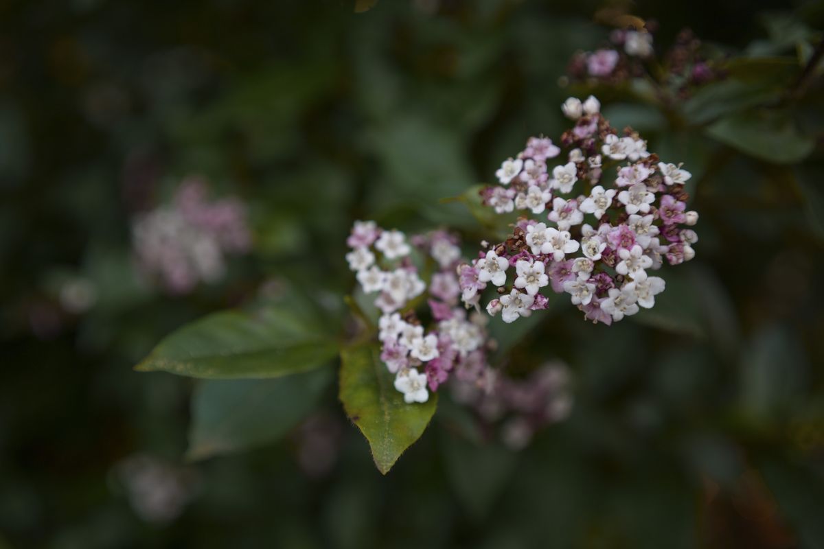 Flowers, taken with the Sigma BF camera and Sigma 35mm F2 DG lens
