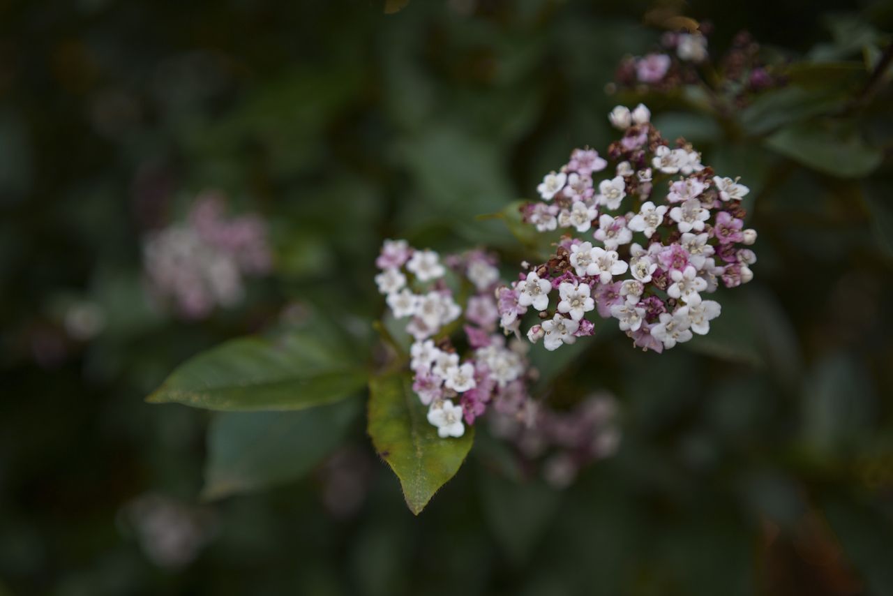 Flowers, taken with the Sigma BF camera and Sigma 35mm F2 DG lens