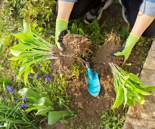 Gardener dividing hosta plants