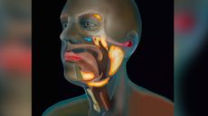New salivary gland was discovered, shown here in an illustration of a human head.