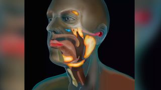 New salivary gland was discovered, shown here in an illustration of a human head.