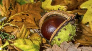 a close-up of a chestnut seed pod