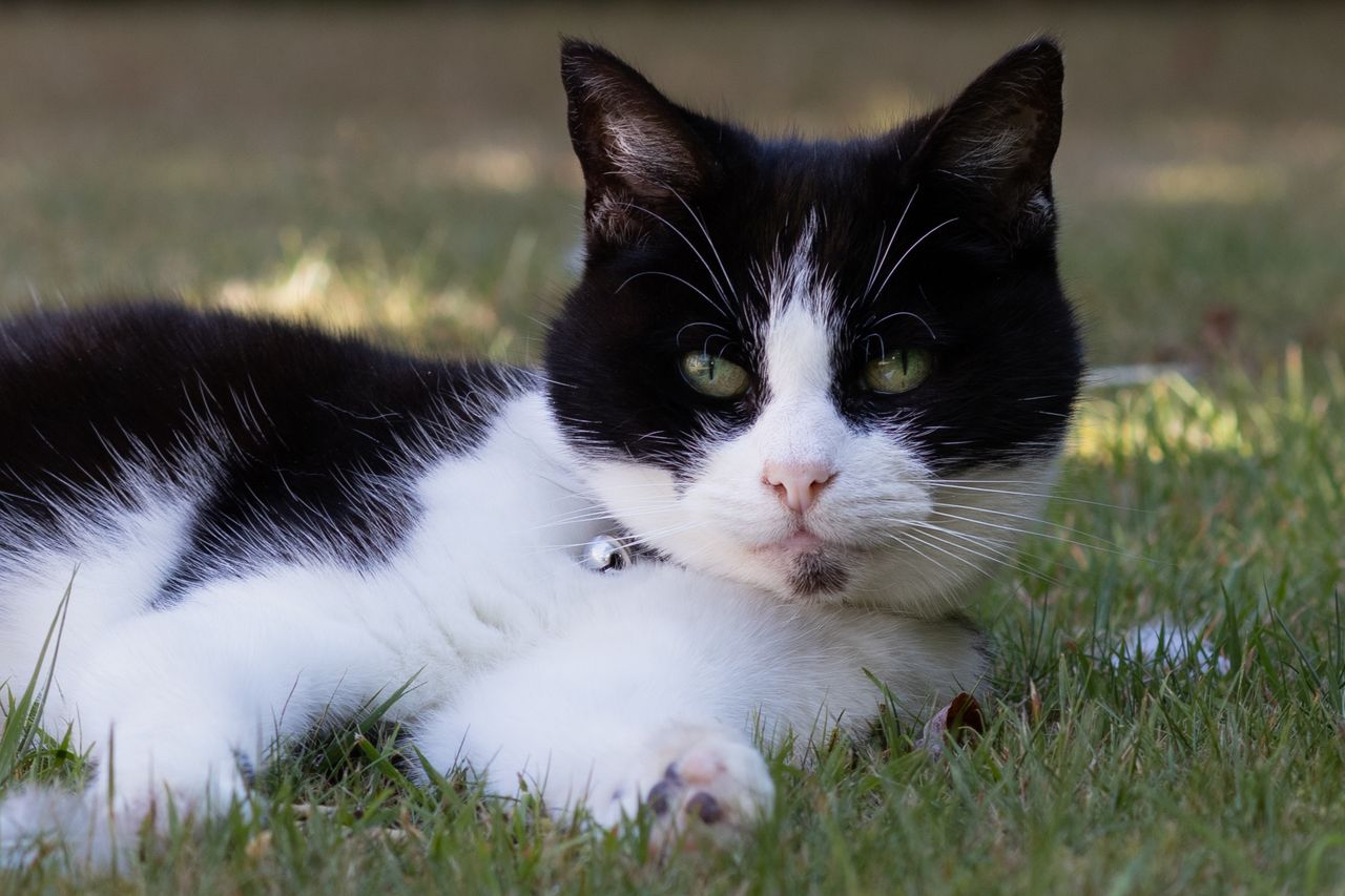 The head of a black and white cat