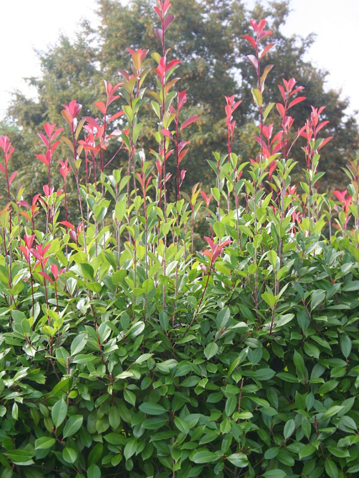 Photinia Shrubs