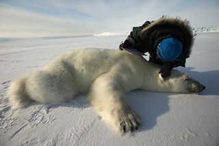 polar bear tagging