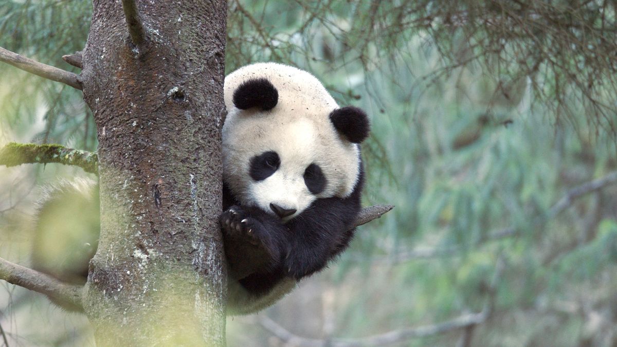 Three-year-old giant panda up a tree in the Wolong Panda Center, China.