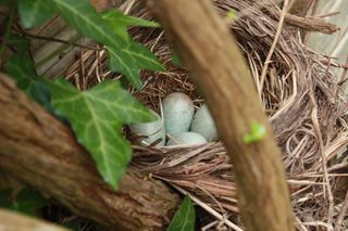 nest in hedge
