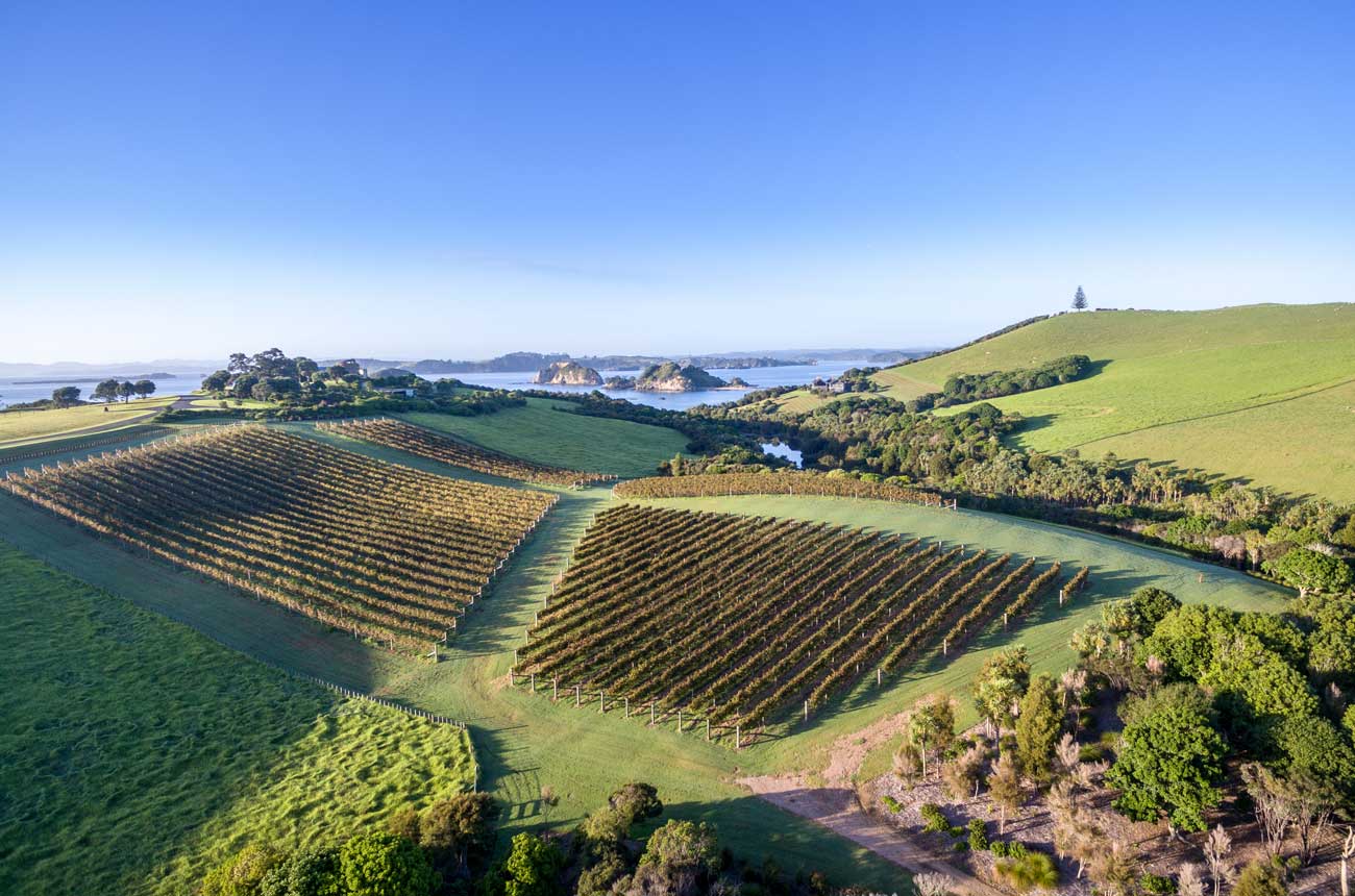 The Landing&amp;rsquo;s Northland vineyards