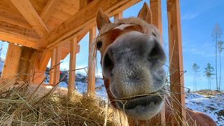 horse stood next to hay looking at camera