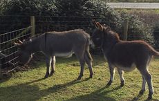 Escaped-donkeys.jpg