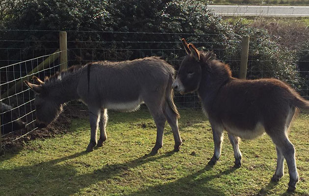 Escaped-donkeys.jpg