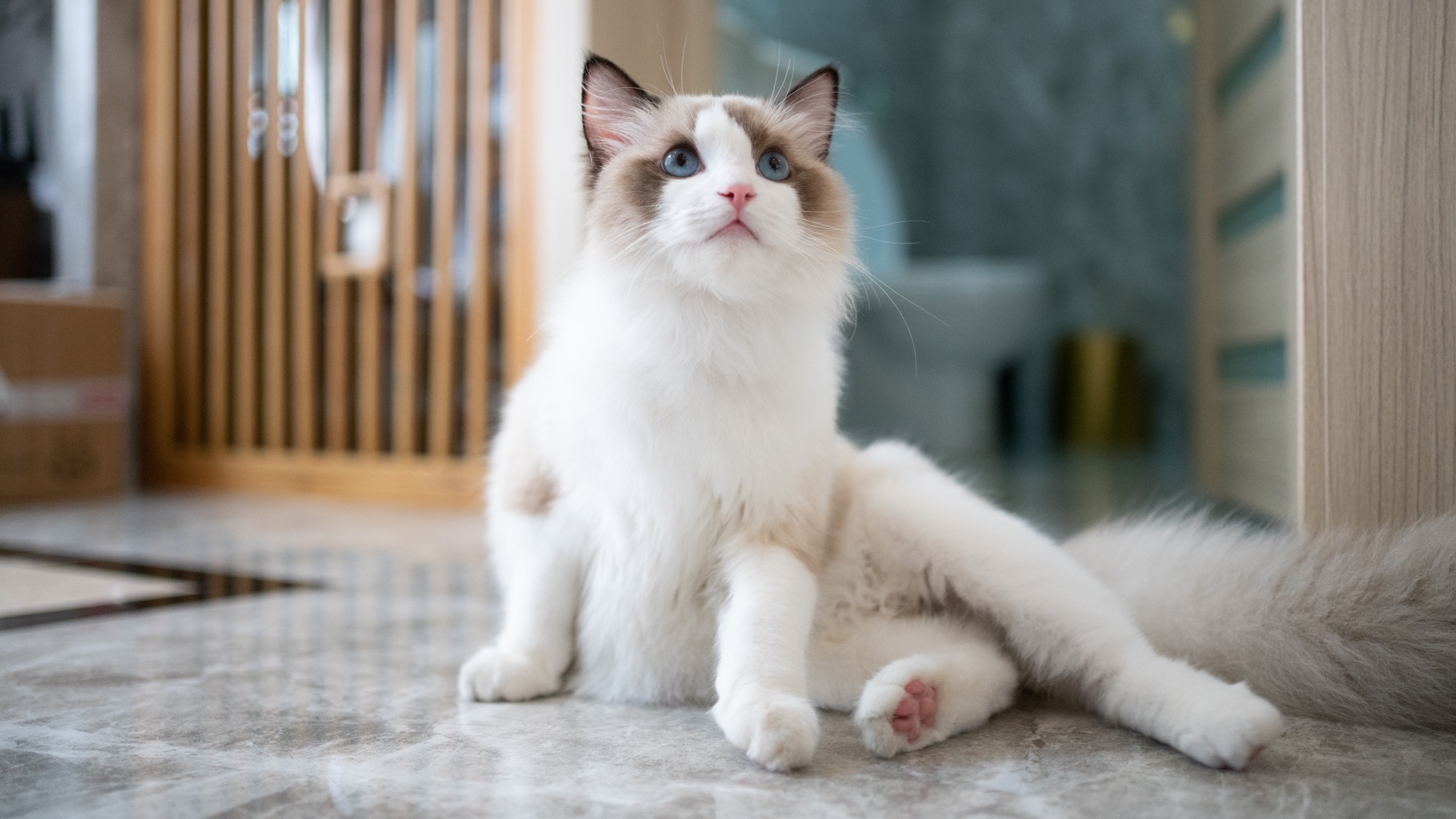 Ragdoll cat sitting on the floor