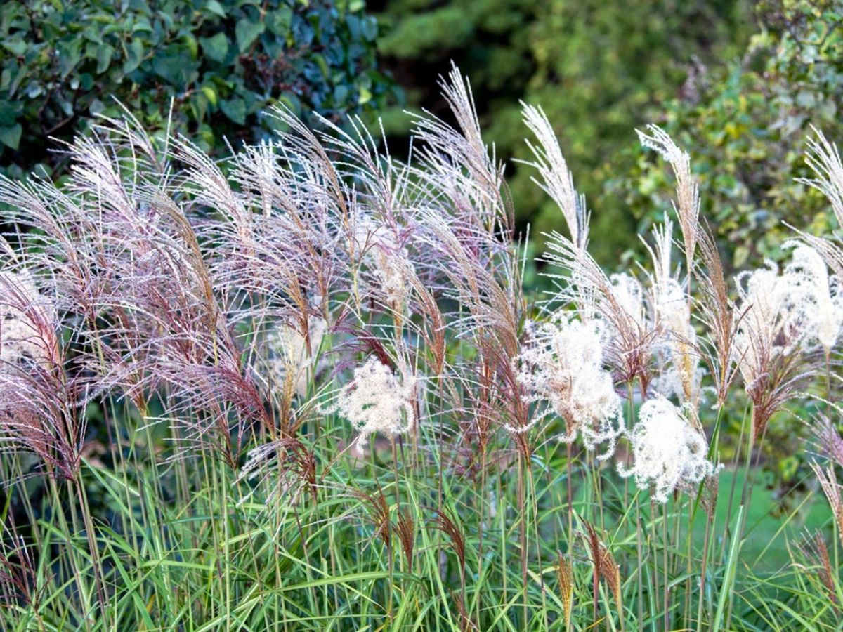 Ornamental Grasses Hardy To Zone 6 Choosing Ornamental Grasses For   GcjeHm6oWZBXk8UbWUKQQV 1200 80 