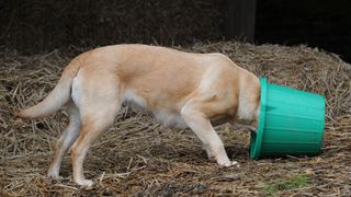 Labrador dog with head in bucket