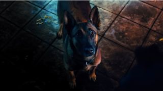 Mr. Nobody's Belgian Malinois looks up with a friendly face in John Wick: Chapter 4.