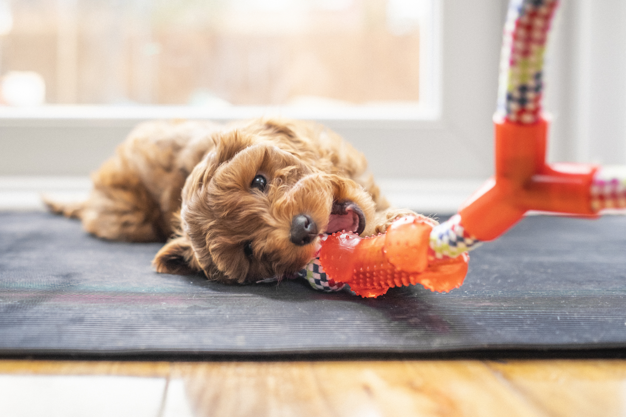 A dog on his side chewing a bone shaped dog toy on a rope.