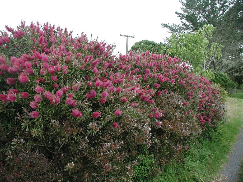 bottlebrush shrub