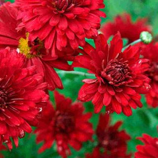 Hayloft Chrysanthemum