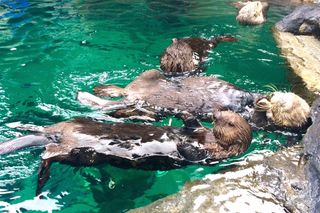 A romp of otters float around at the Seattle Aquarium.