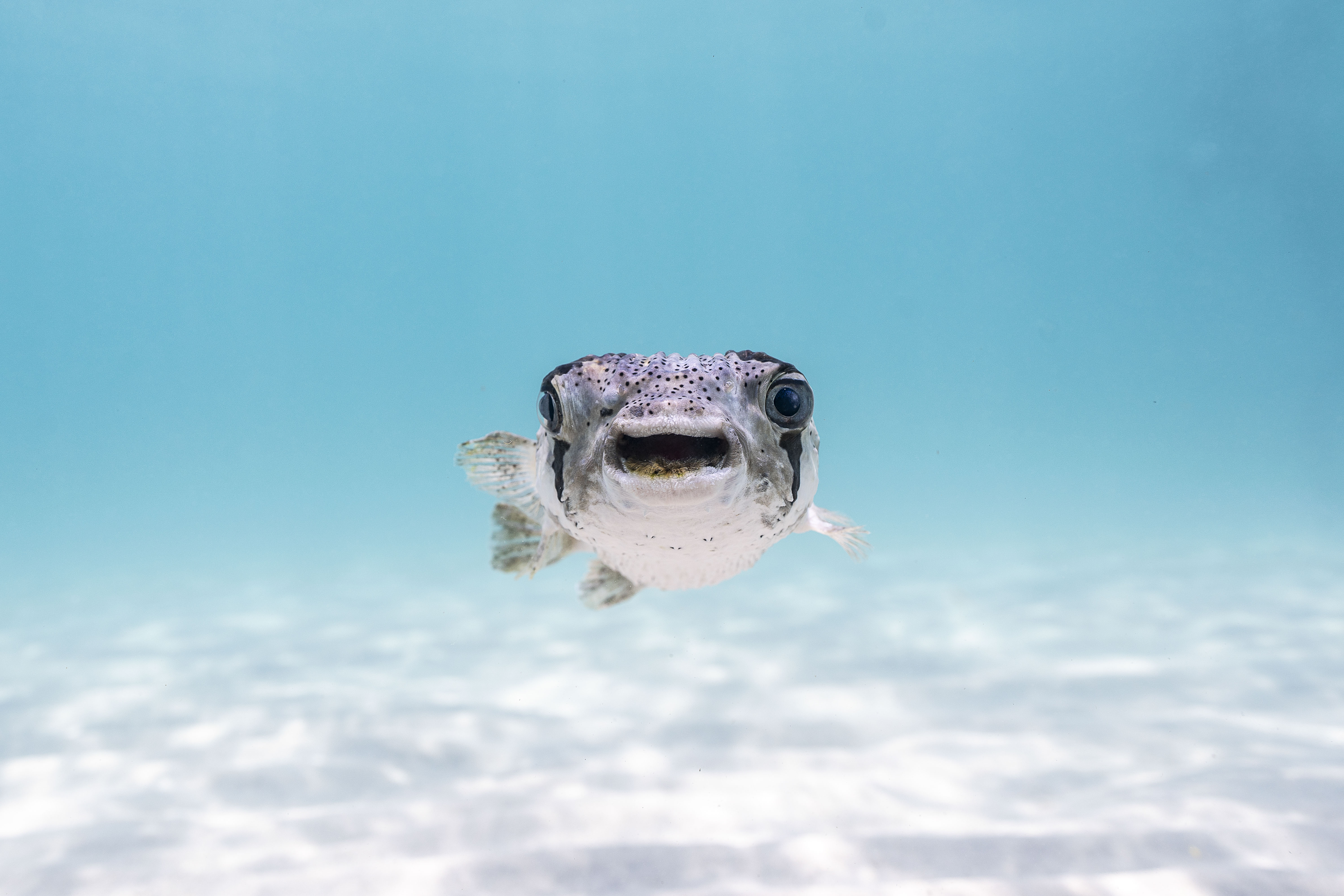 A porcupine fish that has a mouthful of algae and seems to have trouble closing his mouth.