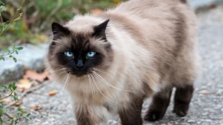 Himalayan cat