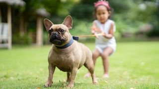 Dog pulling on lead