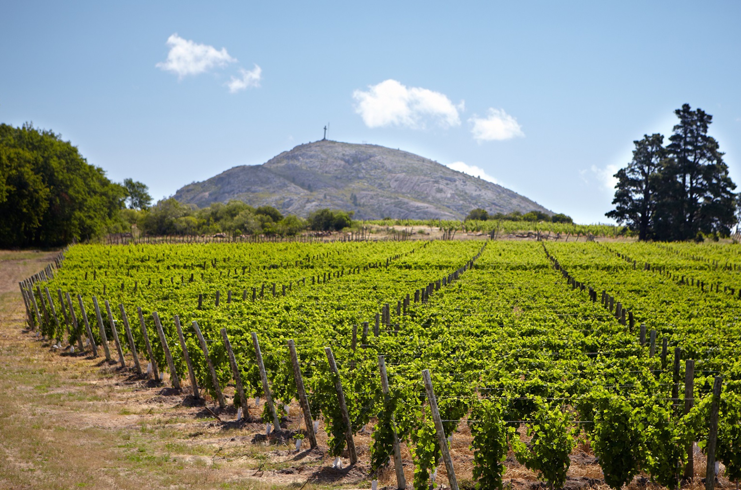 Vines with a hill in the background with a statue of a cross on it
