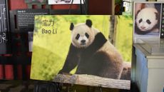 Giant panda Bao Li, destined for D.C.'s National Zoo