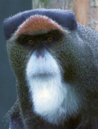 A species of guenon monkeys, Cercopithecus neglectus, has distinctive facial characteristics.