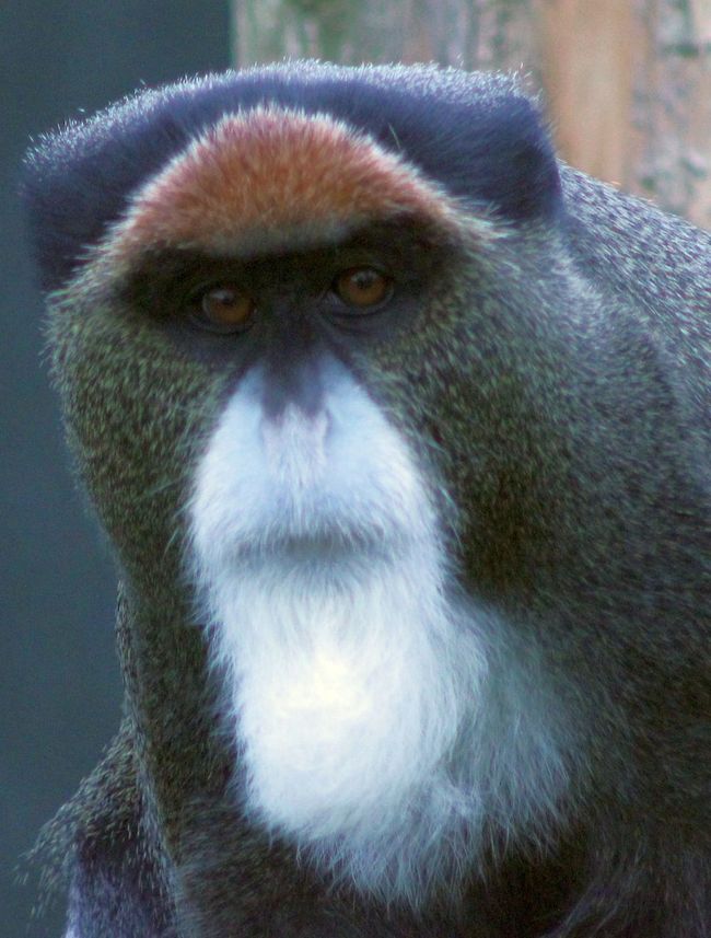 Monkey Mustaches and Beards Help Algorithm Recognize Faces Live Science