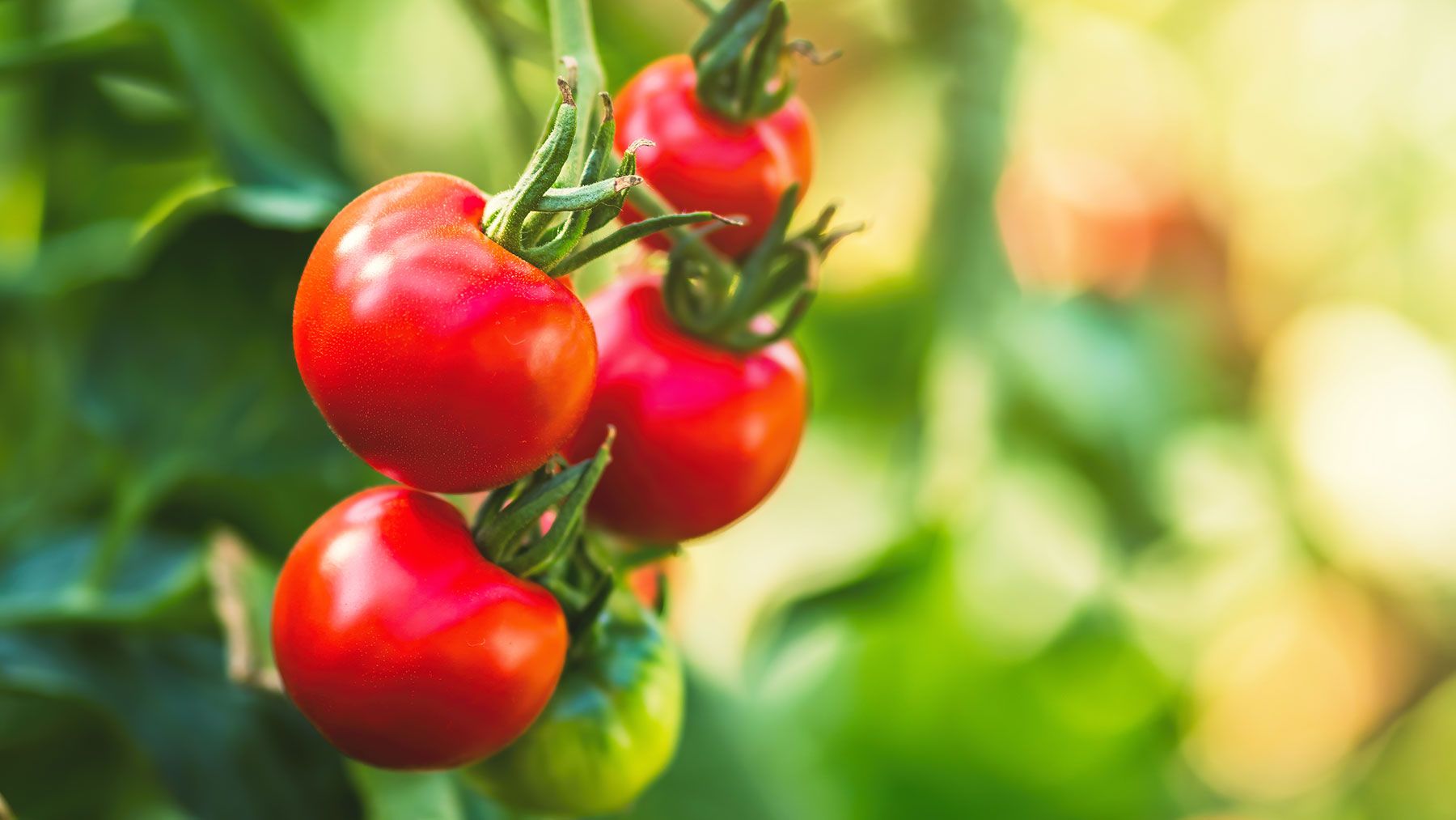 Want bigger tomatoes? This common kitchen scrap could give your plants a healthy boost