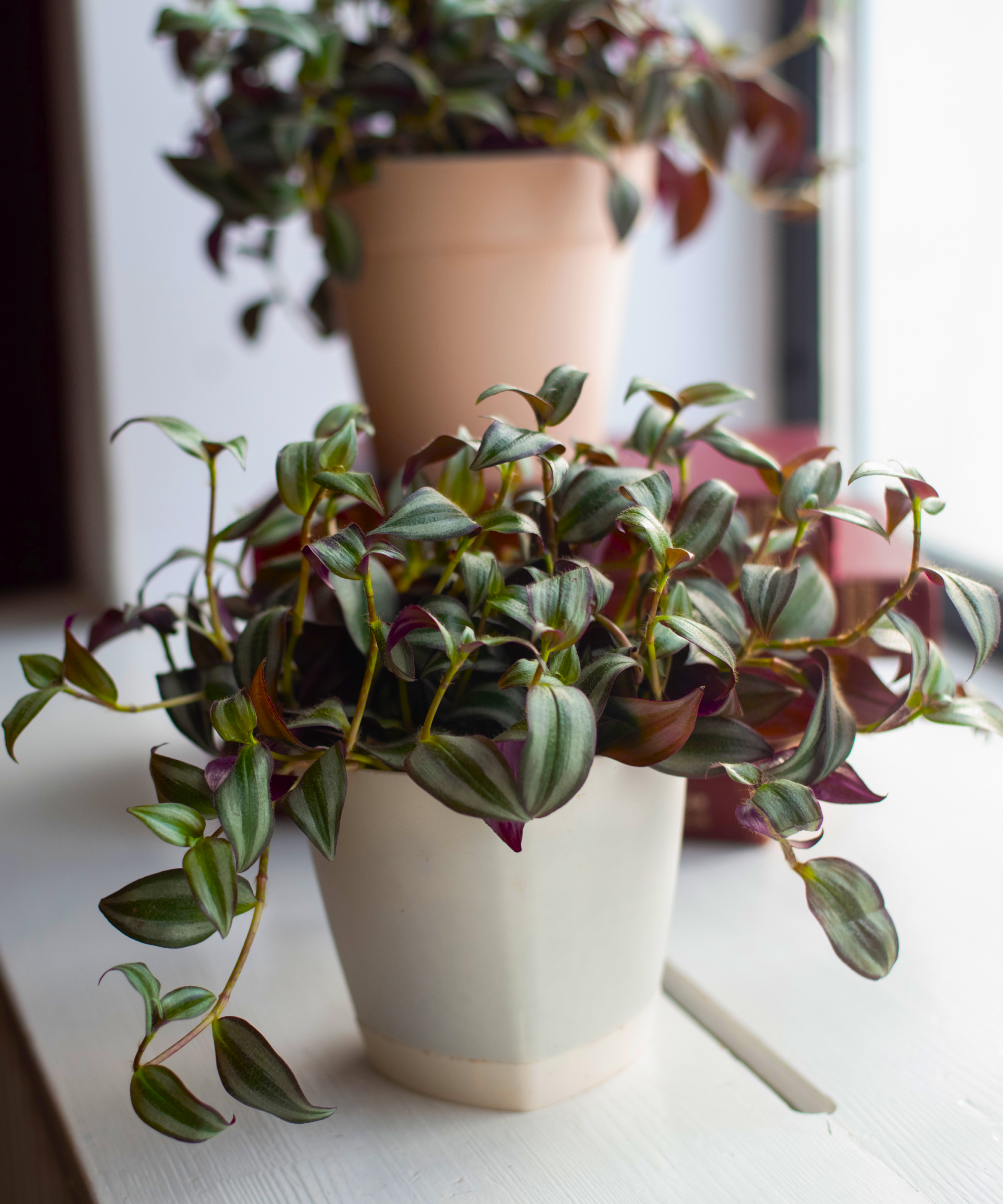 inch plant on windowsill